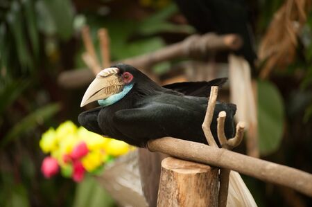 Close up Wreathed Hornbill in the zoo.の写真素材