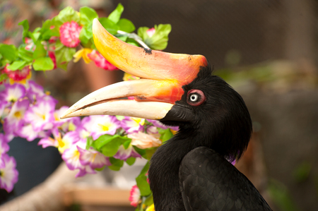 Rhinoceros Hornbill, one of the largest hornbills, Thailand.の写真素材