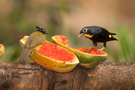 Beautiful bird Black-crested Bulbul Pycnonotus melanicterus perched on a fruit.の写真素材
