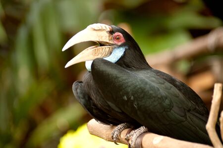 Close up Wreathed Hornbill in the zoo.の写真素材