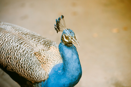 The Indian peafowl or blue peafowl, a large and brightly coloured bird, is a species of peafowl native to South Asia, but introduced in many other parts of the world.の写真素材