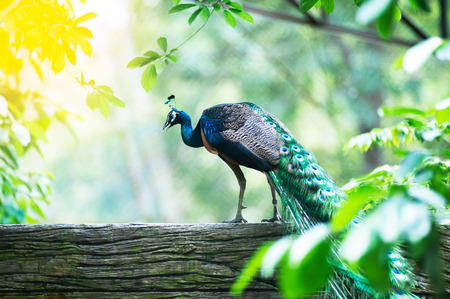Beautiful Indian peafowl - Pavo cristatus - male (peacock) walking on the roof. Vibrant colors. Beauty in nature. Coloured bird. Head with crownの写真素材