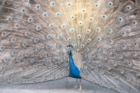 The Indian peafowl or blue peafowl, a large and brightly coloured bird, is a species of peafowl native to South Asia, but introduced in many other parts of the world.の写真素材
