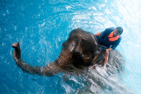 Young Elephant and his Mahout happiness swimming show for tourist in a zoo.の写真素材