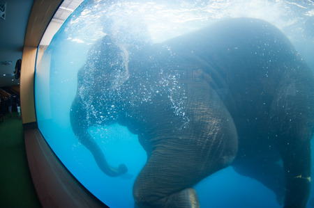 Young Elephant happiness swimming show for tourist in a zoo.の写真素材
