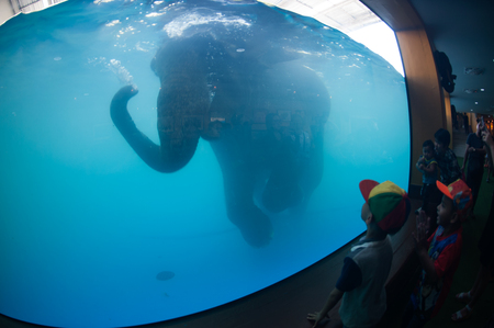 Young Elephant happiness swimming show for tourist in a zoo.の写真素材