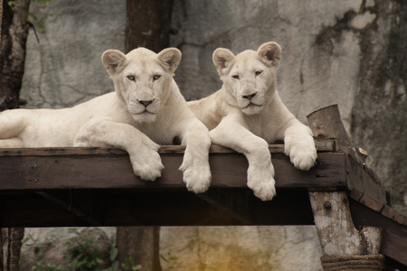 Sighting of a white lion in the Thailand zoo.の写真素材