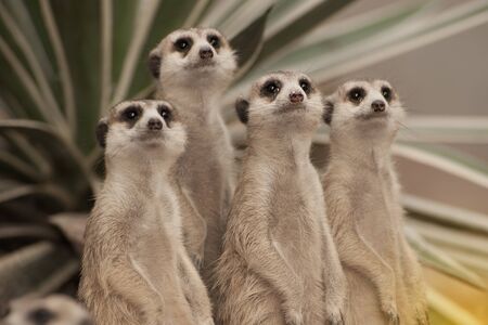 Suricate or meerkat (Suricata suricatta) standing on guard.の写真素材