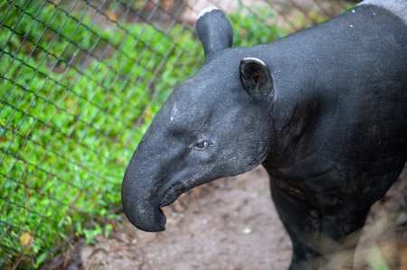 Malayan tapir (Tapirus indicus), also known as the Asian tapir. Wildlife animal.の写真素材