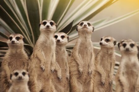Suricate or meerkat (Suricata suricatta) standing on guardの写真素材