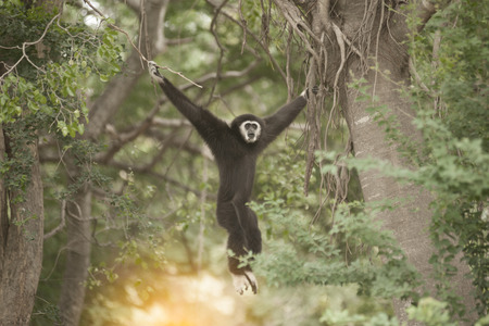 A white-handed gibbon (Hylobates lar) hunging on tree.の写真素材