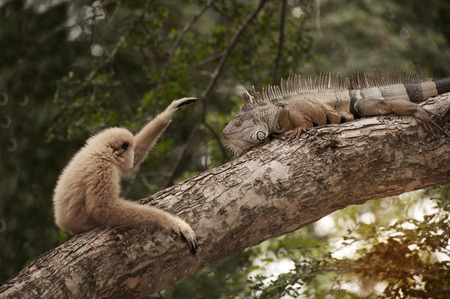 A white-handed gibbon (Hylobates lar) play with gray iguana on tree.
