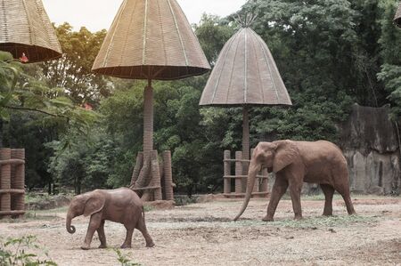 Elephants are large mammals of the family Elephantidae and the order Proboscidea.の写真素材