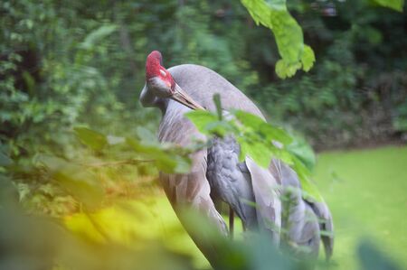Portrait of Eastern Sarus Crane (Grus Antigone Sharpii ).の写真素材