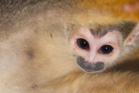 Amazing family of squirrel monkeys with a baby breastfeeding on it's mom's belly.