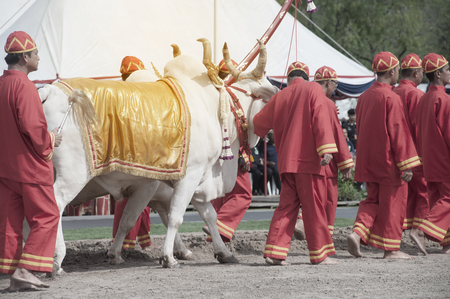 BANGKOK, THAILAND - MAY 13,2015 : Unidentified Government officials attend the ceremony -Perform for an auspicious beginning for planting season on the Royal Plowing Ceremony on May 13,2015 in Bangkok city,Middle of Thailand.のeditorial素材