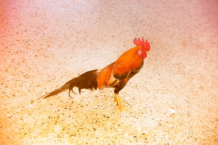 A portrait of rooster is a male chicken walking indoor.-の写真素材