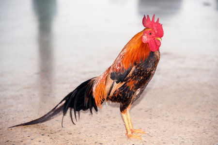 A portrait of rooster is a male chicken walking indoor.-の写真素材