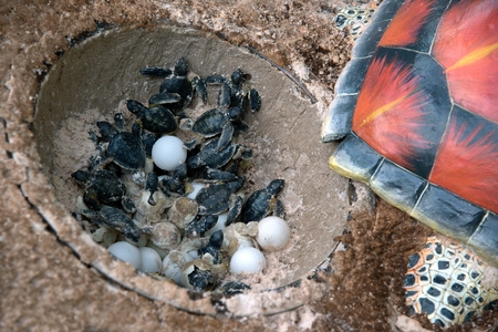 Model made of resin a baby Green sea turtle and eggs in hatching on a beach.の写真素材