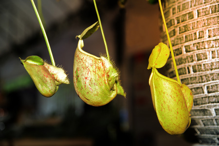 Tropical pitcher plants or Monkey cups.の写真素材