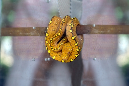 Boa coiled on a branch.の写真素材