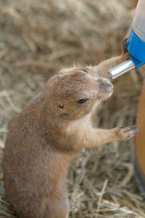 Prairie Dog is thirsty and drinking water.の写真素材