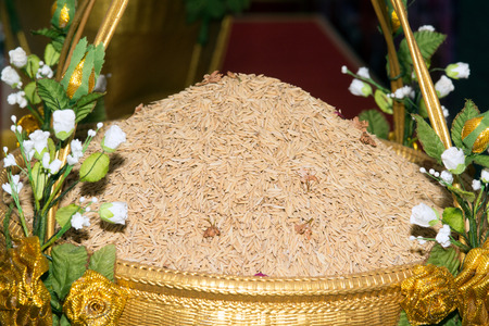 Rice grain yellow jasmine ripe rice in a basket.の写真素材