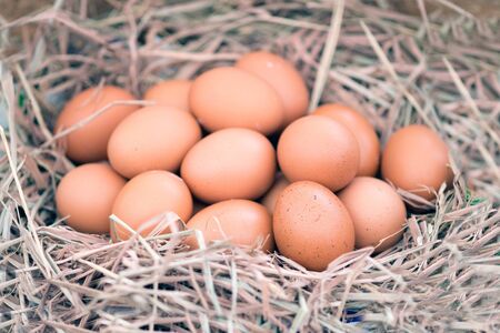 Group of eggs in a nest.