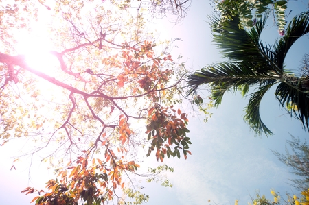 Palm trees against blue sky.