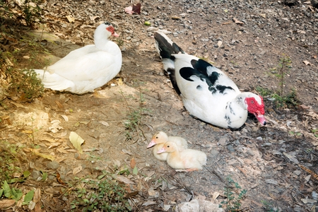 Muscovy duck mother with ducklings. The musky duck. The maintenance of musky ducks in a park.の写真素材