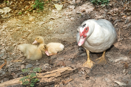 Muscovy duck mother with ducklings. The musky duck. The maintenance of musky ducks in a park.の写真素材