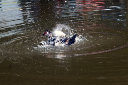 White Muscovy duck relax with swimming in the pond in happiness.の写真素材