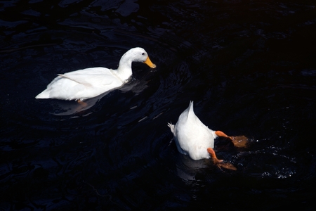 White Muscovy duck relax with swimming in the pond in happiness.の写真素材