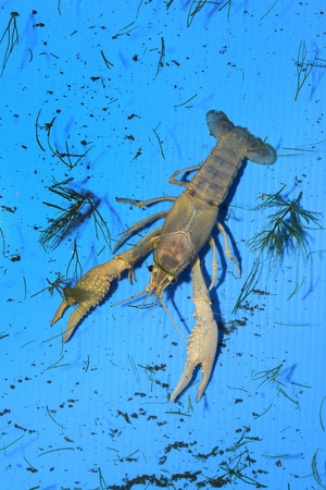 Colorful crayfish ( Procambarus Clarkii Clear ) in a blue plastic tray.