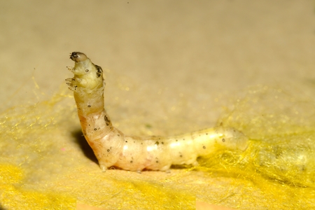 Close up in sect Silkworm on tray.の写真素材