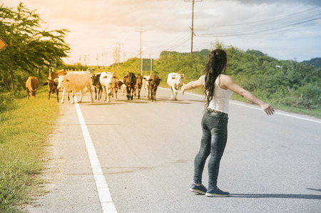 Pretty young Asian woman enjoy summer day after work with cow on a road in country side of Thailand.の写真素材