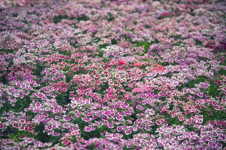 Background of pink Dianthus chinensis flower is species of Dianthus native.