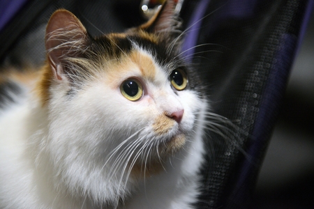 Young cat resting and sitting on a stroller.の写真素材
