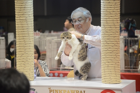 BANGKOK,THAILAND â MARCH 17 , 2018 : Michael Hans Schieissner from U.S.A judge health checkers purebred cat that contest on CFA International Asia Cat Show 2018 at Central Lat phrao Department Store.のeditorial素材