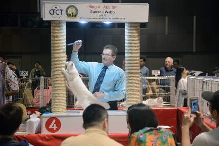BANGKOK,THAILAND â MARCH 17 , 2018 : Russell Webb from U.S.A judge health checkers purebred cat that contest on CFA International Asia Cat Show 2018 at Central Lat phrao Department Store.のeditorial素材