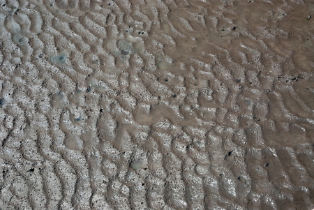 Mud background wet floor mangrove forest.
