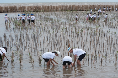 SAMUT PRAKAN , THAILAND â JULY 27, 2012 : Thai unidentified volunteer from all over part of Thailand working on plant young mangrove trees in reforestation to reduce global warming prevent erosion along the banks. at Bangpu Recreation Center.のeditorial素材