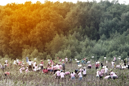 SAMUT PRAKAN , THAILAND â MARCH 13, 2011 : Thai unidentified volunteers from all over part of Thailand working on plant young mangrove trees in reforestation to reduce global warming prevent erosion along the banks at Bangpu Recreation Center.のeditorial素材