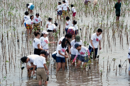 SAMUT PRAKAN , THAILAND â JULY 27, 2012 : Thai unidentified volunteer from all over part of Thailand working on plant young mangrove trees in reforestation to reduce global warming prevent erosion along the banks. at Bangpu Recreation Center.のeditorial素材