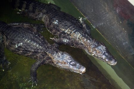 Couple Caiman ( Alligatoridae ) relax sleeping in the pond.の写真素材