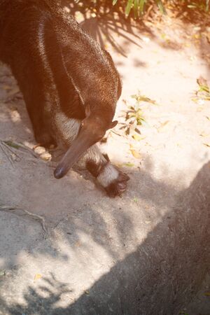 Image of giant anteater (Myrmecophaga tridactyla) in Thai zoo.の写真素材