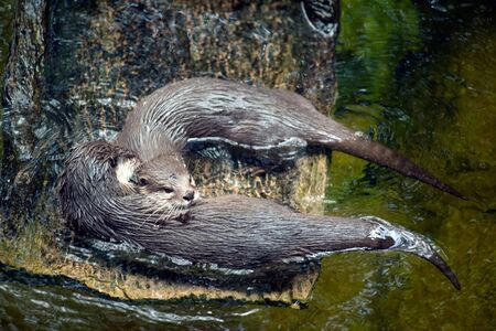 Portrait of two Asian small clawed otters (aonyx cinerea) loking into a pool of water.の写真素材