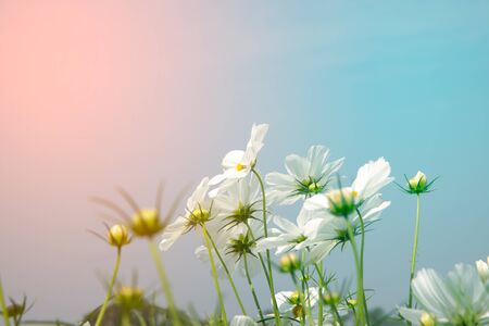 White cosmos flowers in the park in Thailand.の写真素材