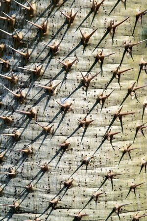 Close up thorn on Pachypodium Lamerei or Madagascar palm for texture and background.の写真素材