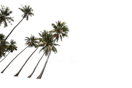 Groups of coconut trees on a white background with the clipping path.